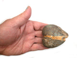 DVH Wolf Creek Radical Faerie Healed Heart Shark Palm Stone 66x56x24 (5338)