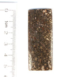 DVH Fossil Dinosaur Bone "Biopsy" Mother-of-Pearl Doublet Rectangle Cabochon 53x20x2 (8231) - DVHdesigns
