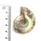 DVH Fossil Iridescent Ammonite Ammolite Focal Bead 44x33x20 (4417)