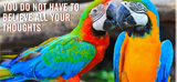 Compensation for SPIRITUAL LABOR & WOO WORK - DVHdesigns
