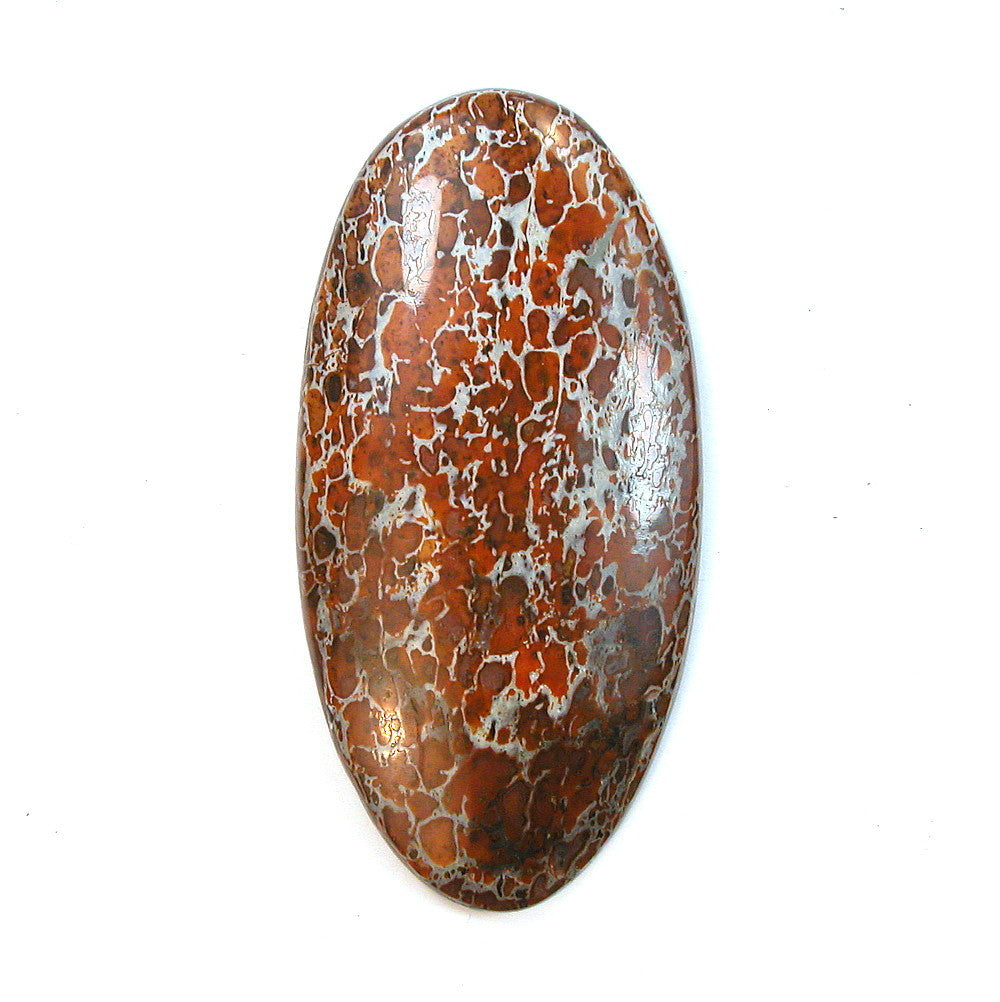 Cabochons - Fossil