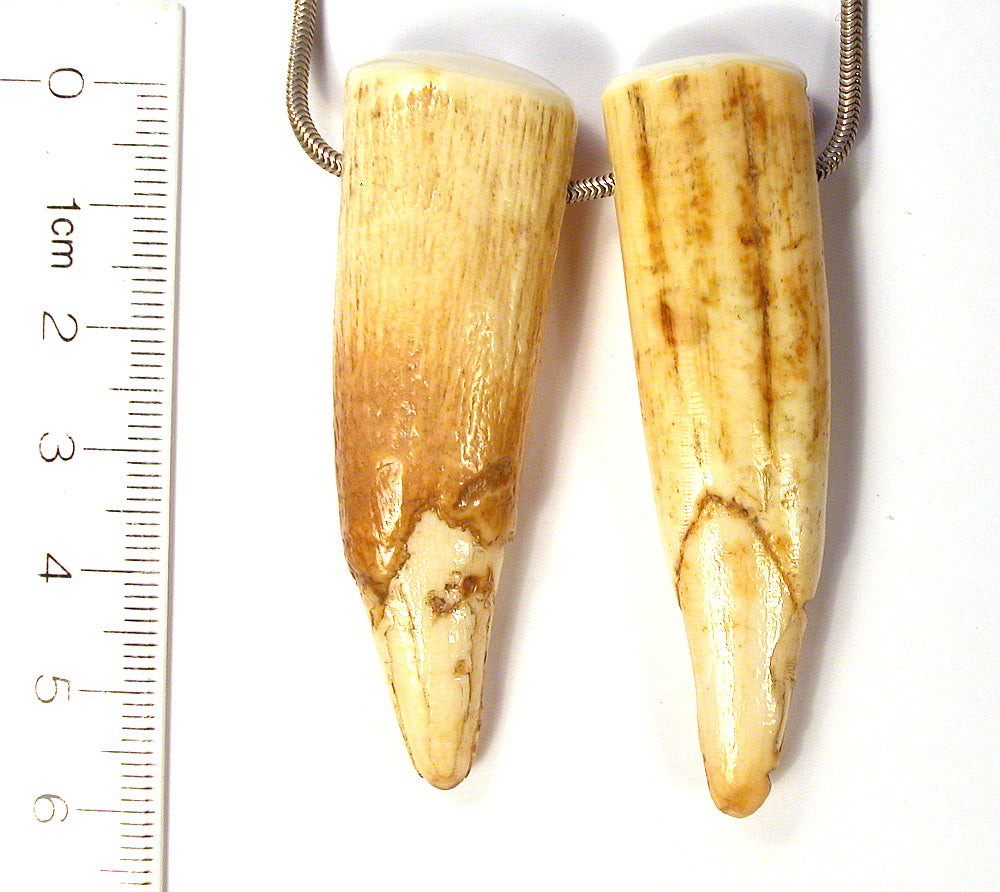 Fossil Ivory & Bone