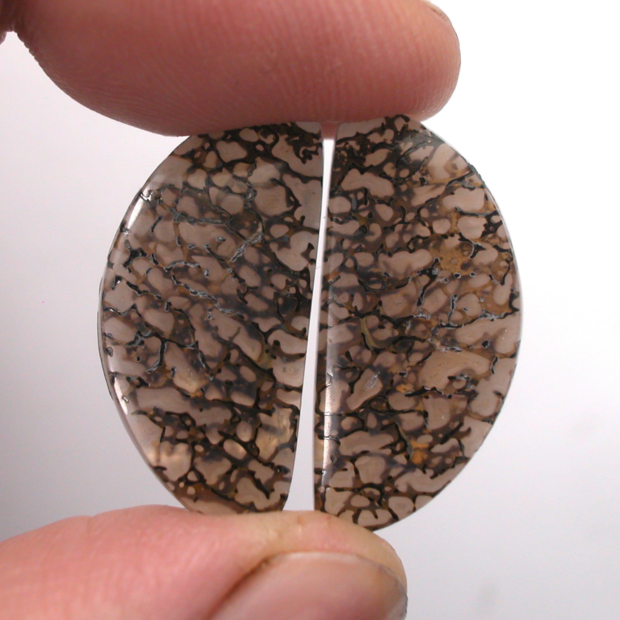 DVH Gem Dinosaur Bone Biopsy Mother of Pearl Doublet Cabochon Pair 25x12x3mm (5426) - DVHdesigns