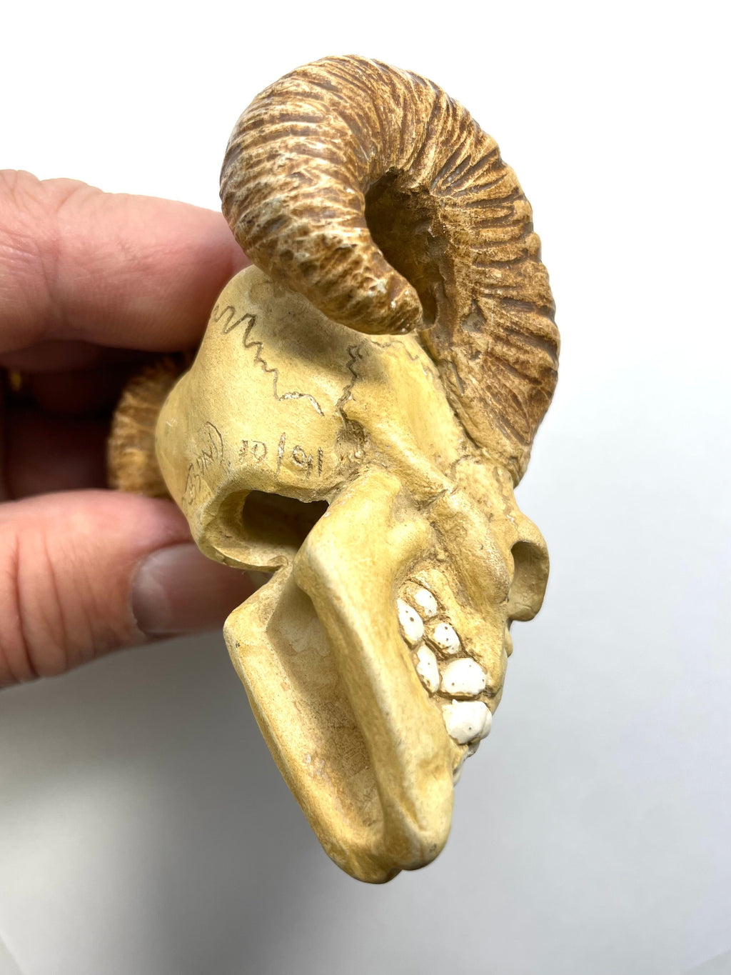 DVH Big Horn Human Skull Devil Krampus Ceramic Bead Custom OOAK OCF 83x65x40mm - DVHdesigns