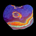 DVH Fluorescent Funkite Polished Face Rough Specimen 90x75x11mm 90g Like Fordite (6641)