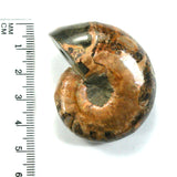 DVH Fossil Iridescent Ammonite Ammolite Focal Bead 49x40x20 (5770)