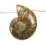 DVH Fossil Iridescent Ammonite Ammolite Focal Bead 54x42x15 (5771)