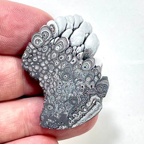 DVH Ford F150 Dragonscale Fordite Specimen Polished Face Rough KC Assembly (5983)