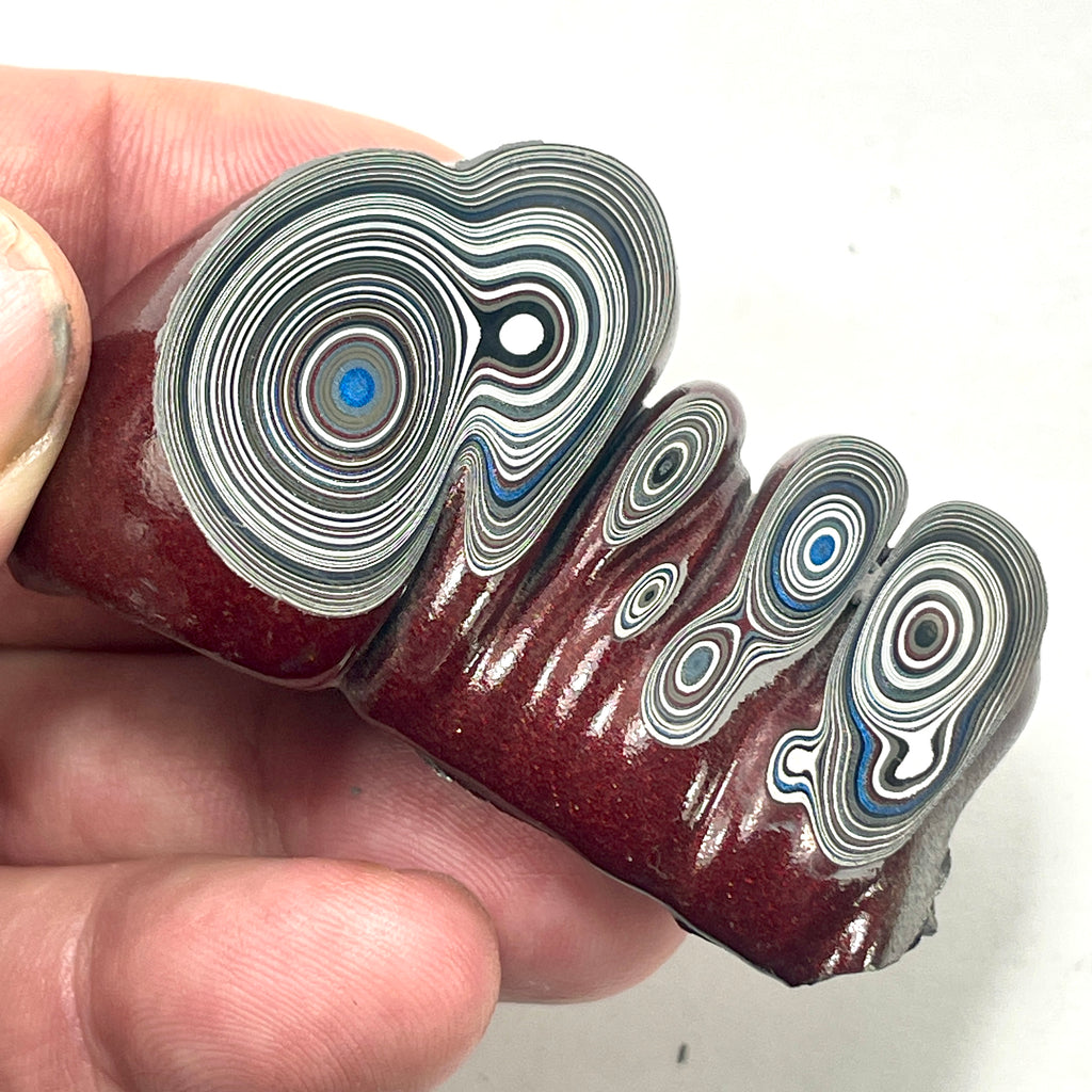 DVH Michigan Fordite Specimen Polished Face Rough Chv Frd Jp  (6151)