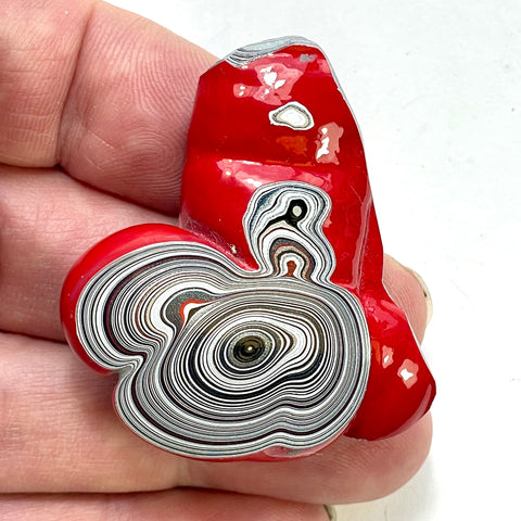 DVH Michigan Red Fordite Specimen Polished Face Rough Chv Frd Jp (6227)