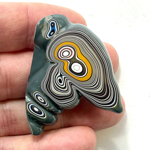 DVH Michigan Fordite Specimen Polished Face Rough Chv Frd Jp (6229)