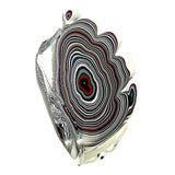 DVH Michigan Fordite Specimen Polished Face Rough Chv Frd Jp (6236)