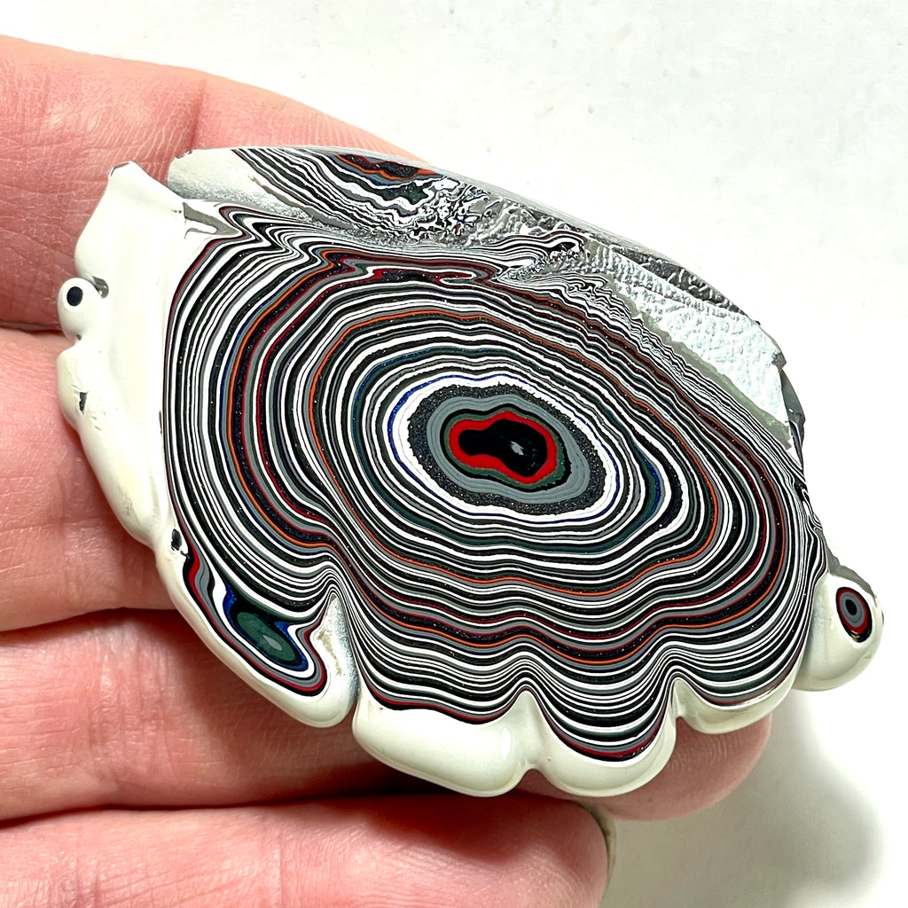 DVH Michigan Fordite Specimen Polished Face Rough Chv Frd Jp (6236)