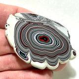 DVH Michigan Fordite Specimen Polished Face Rough Chv Frd Jp (6236)