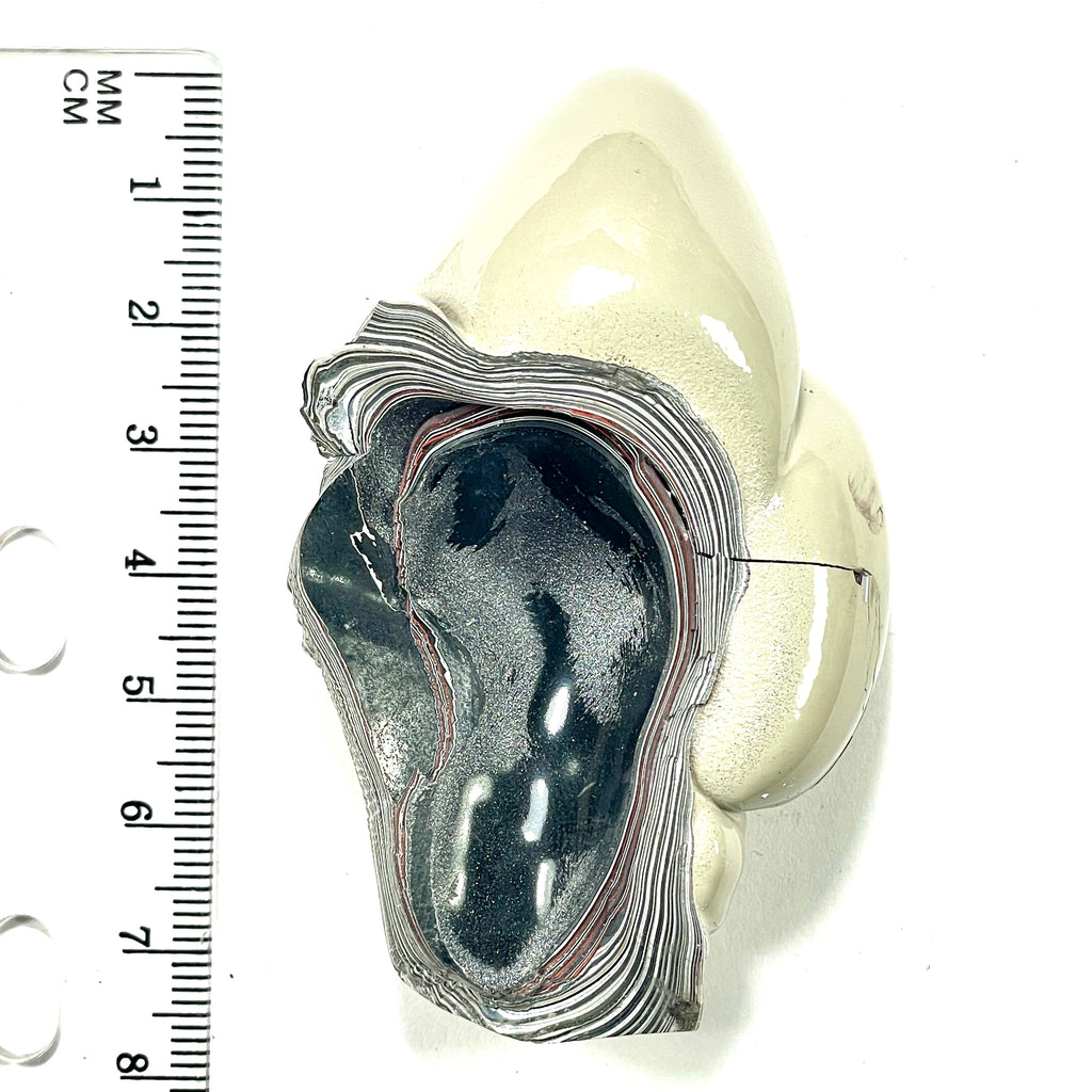 DVH Genuine Michigan Fordite Specimen Polished Face Chv Frd Jp (6294) - DVHdesigns