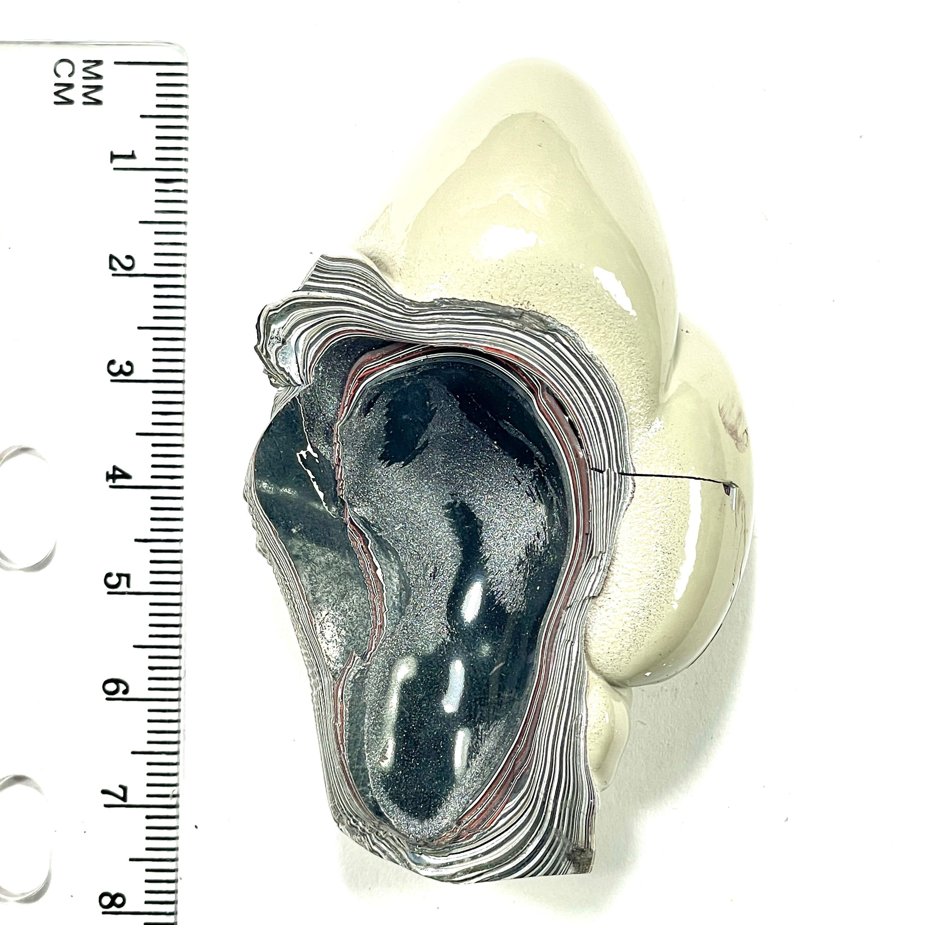 DVH Genuine Michigan Fordite Specimen Polished Face Chv Frd Jp (6294) - DVHdesigns