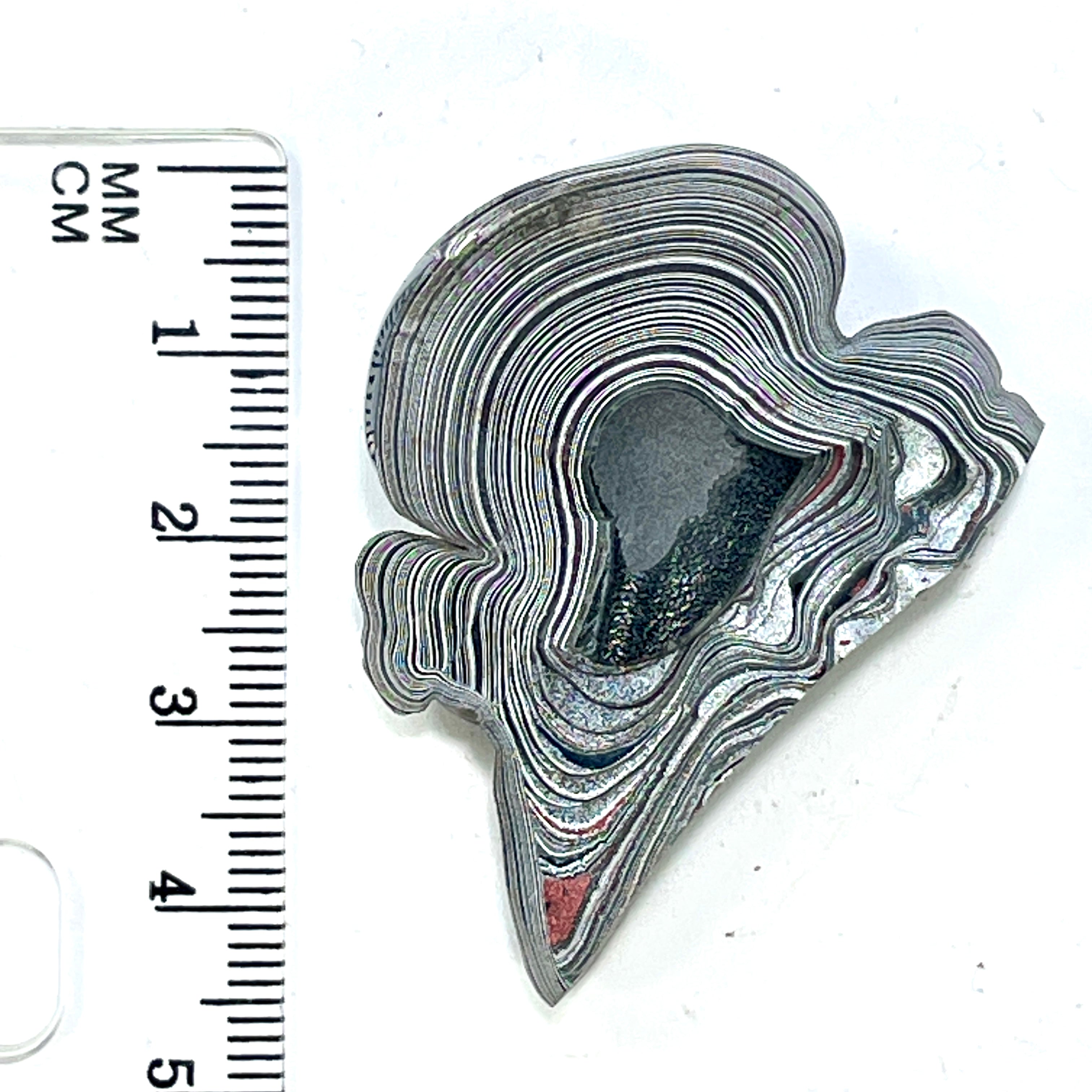 DVH Genuine Michigan Fordite Specimen Polished Face Chv Frd Jp (6332) - DVHdesigns