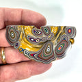 DVH Michigan Goldilocks Fordite Specimen I/2 Donut Buck Hole Polished Face (6843)