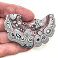 DVH Silver Grey Fordite Specimen Polished Face Michigan Chv Frd Jp (6859)
