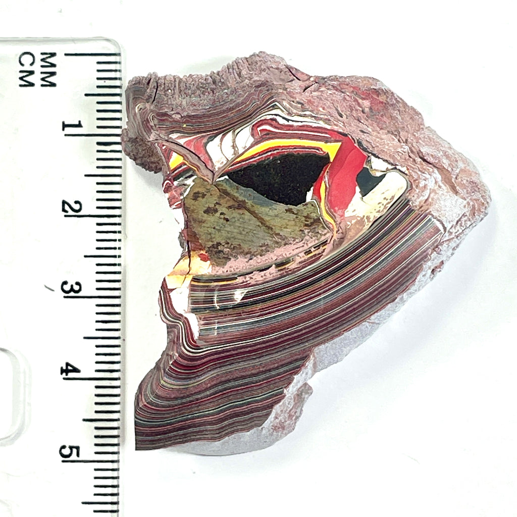 DVH 18g Corvette Fordite Polished Face Specimen Bowling Green KY Ass. (6763)