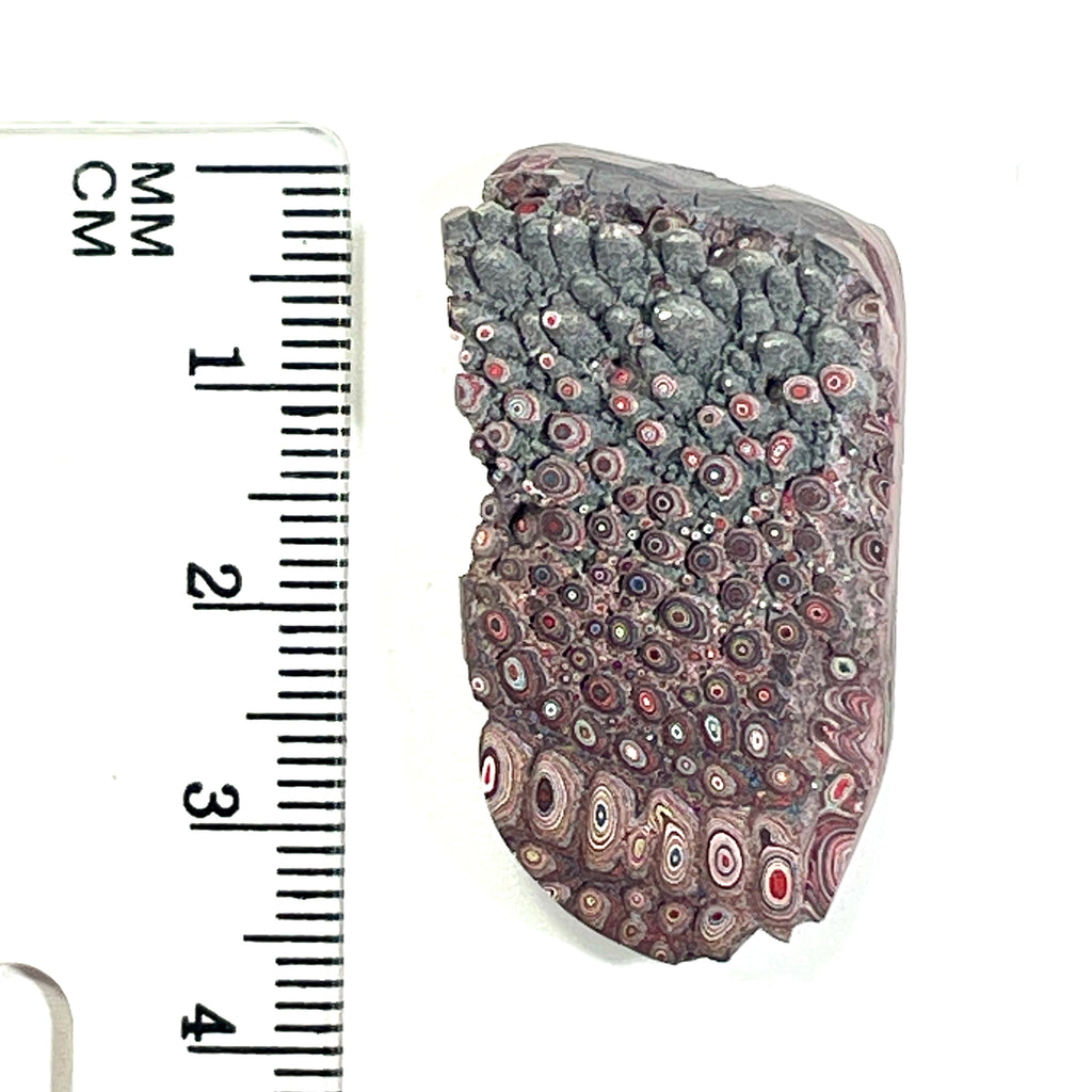 DVH 5g Corvette Dragon Scale Fordite Polished Face Specimen Bowling Green KY Ass. (6764)