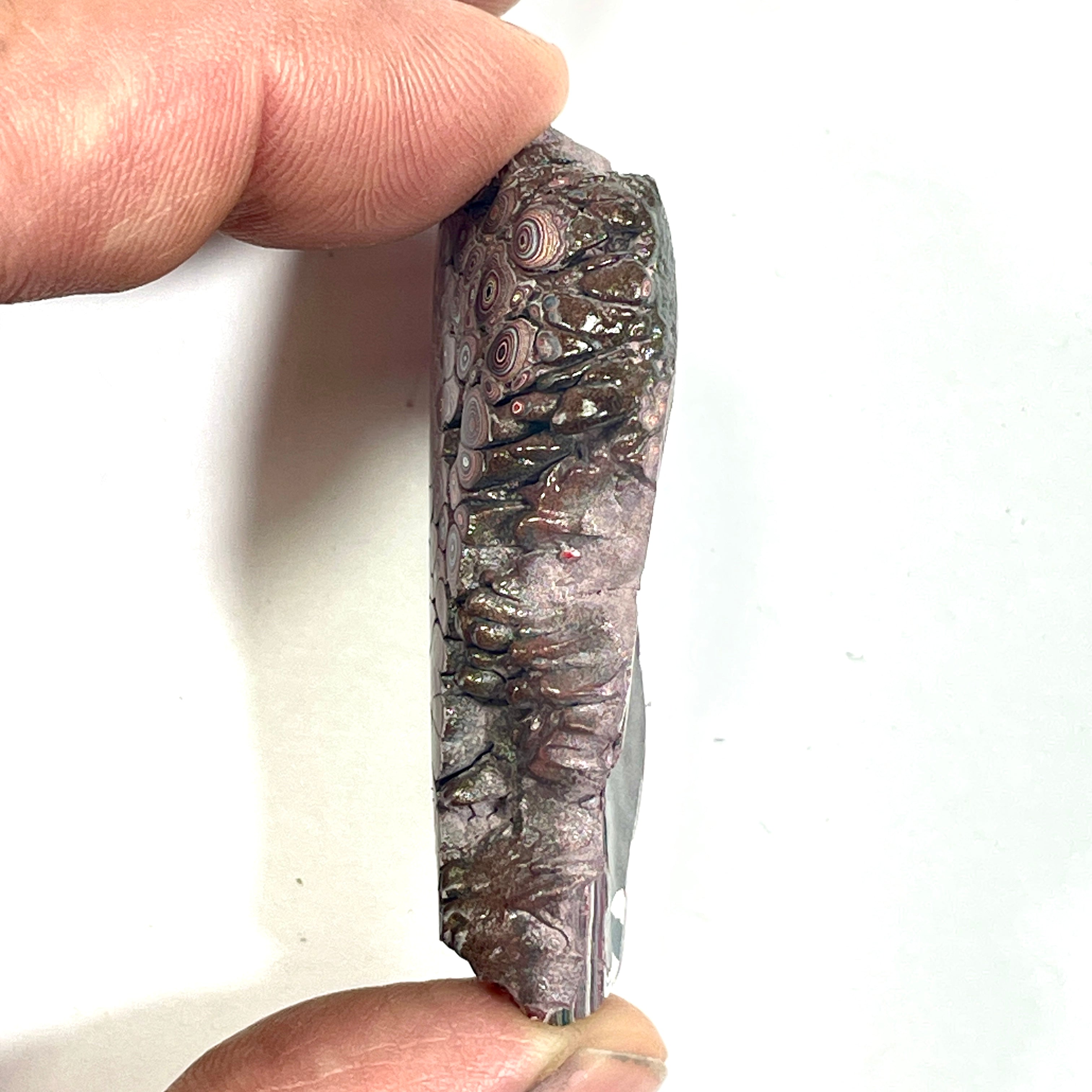 DVH 15g Corvette Dragon Scale Fordite Polished Face Specimen Bowling Green KY Ass. (6765)