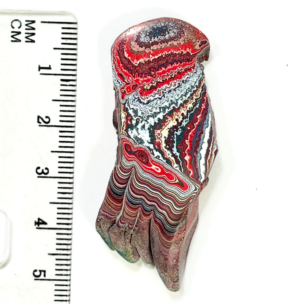 DVH 7g Corvette Dragonscale Fordite Polished Face Specimen Bowling Green KY Ass. (7000)