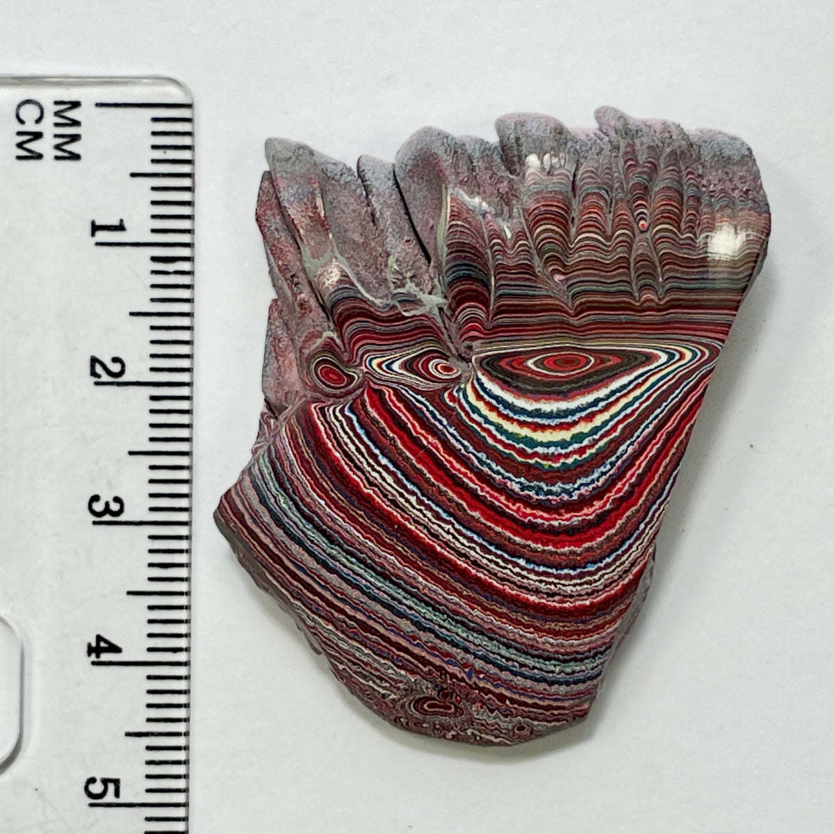 DVH 12g Corvette Dragonscale Fordite Polished Face Specimen Bowling Green KY Ass. (7004)