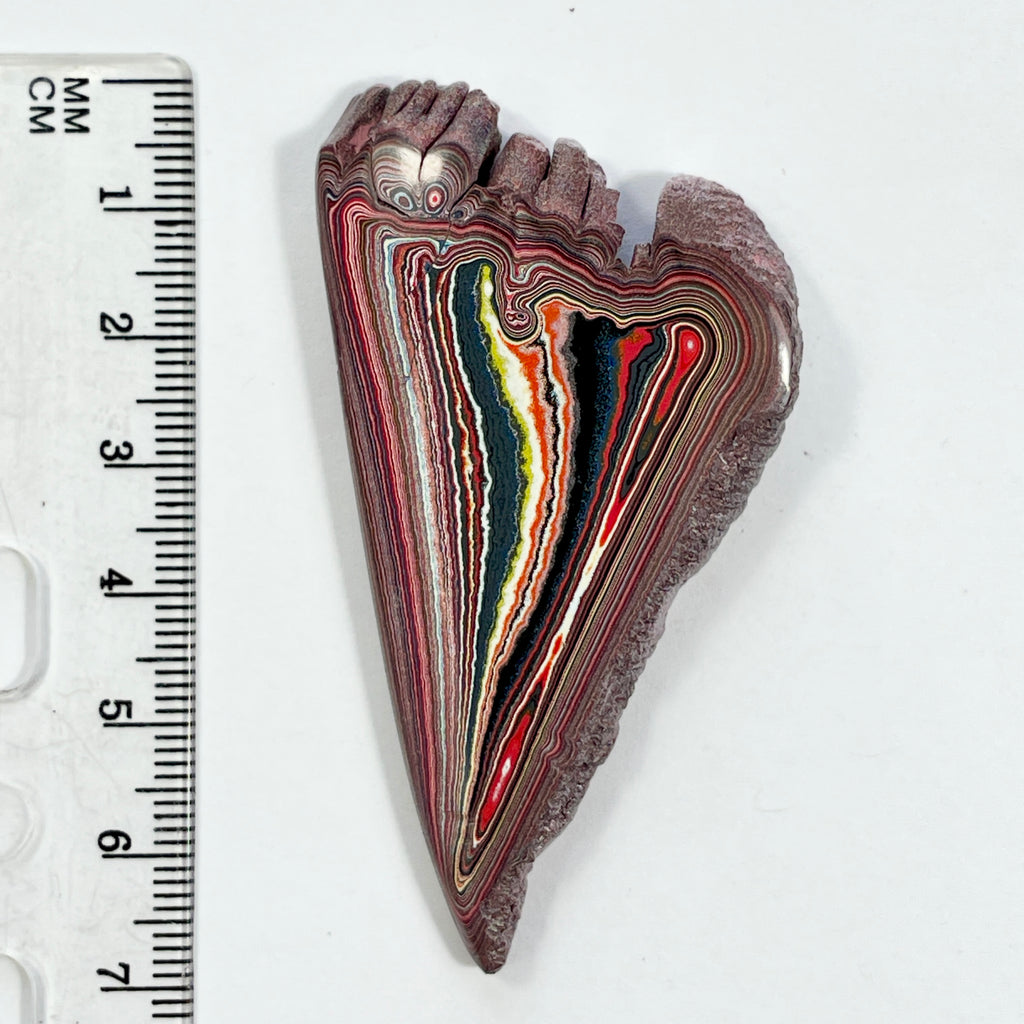 DVH 15g Corvette Dragonscale Fordite Angel Wing Polished Face Specimen  (7005)