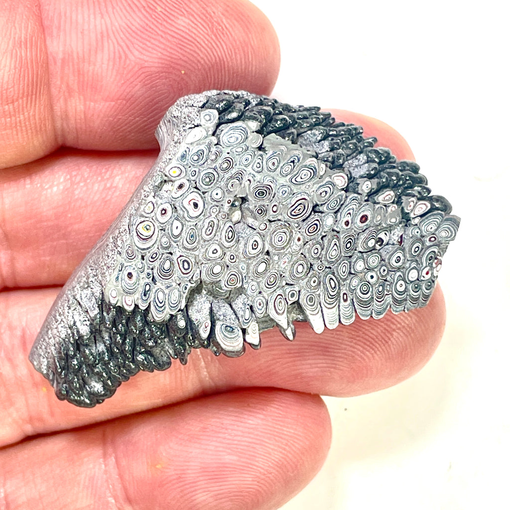 DVH Ford F150 Dragon Scale Fordite Specimen Polished Face KC Assembly (6934)