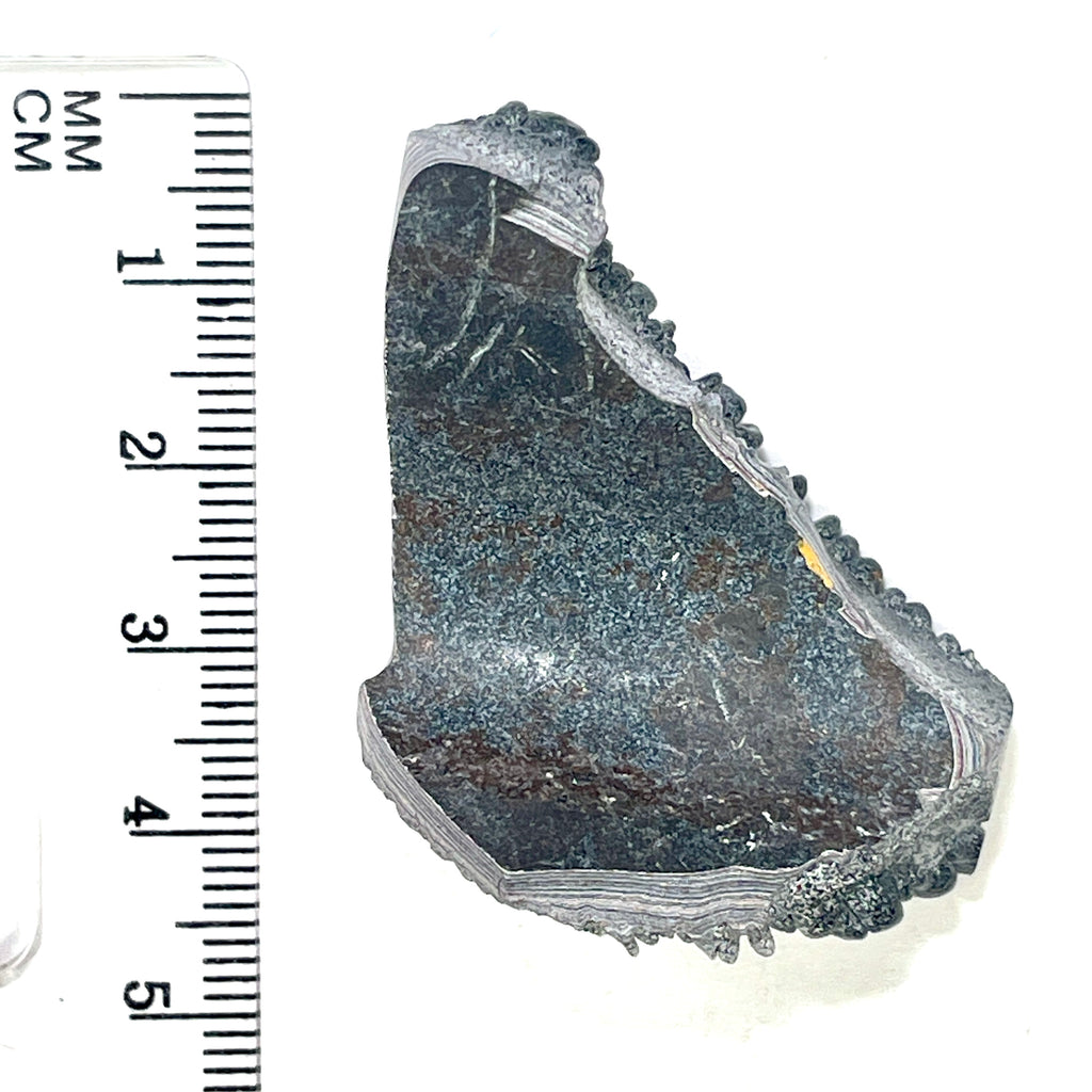 DVH Ford F150 Dragon Scale Fordite Specimen Polished Face KC Assembly (6934)