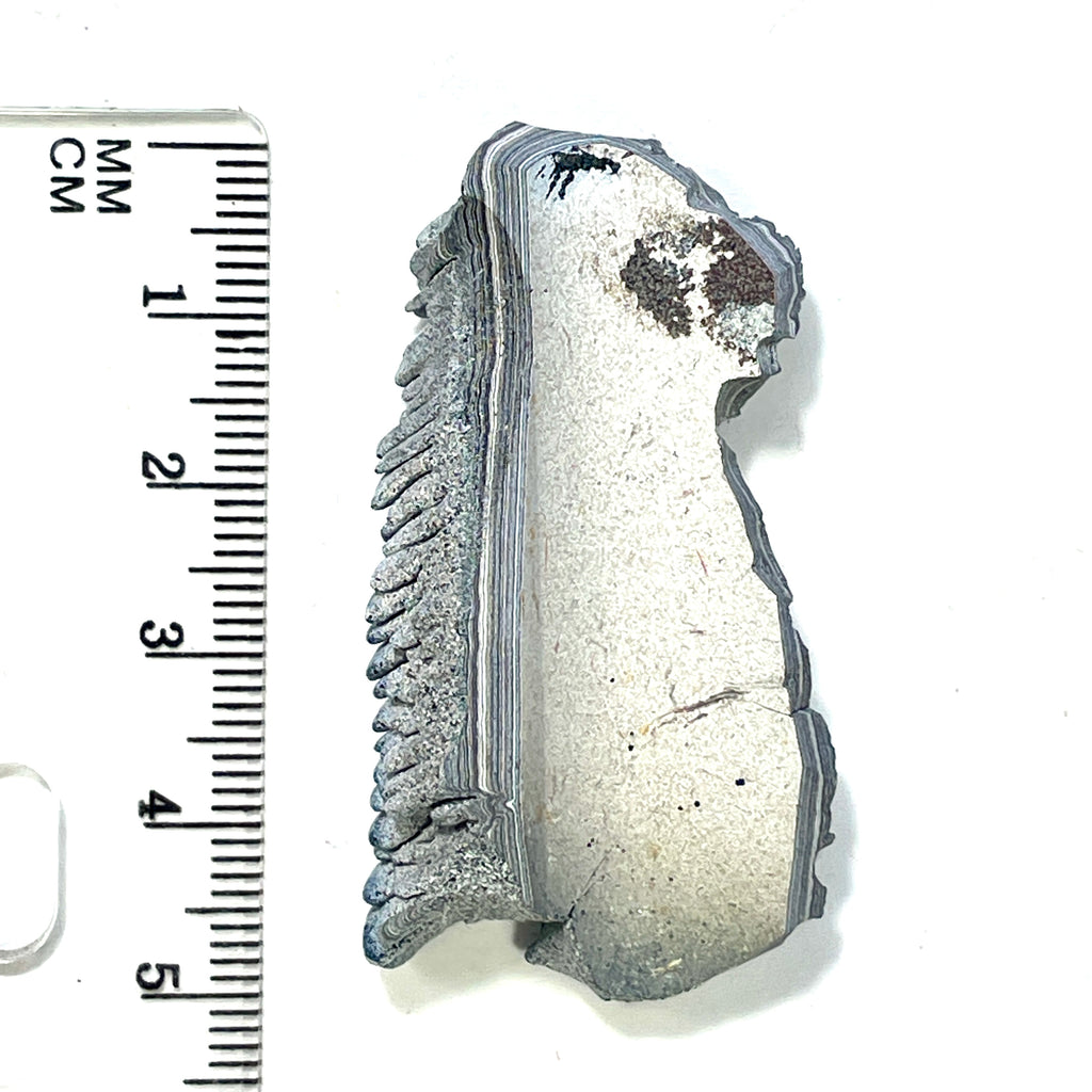 DVH Ford F150 Dragon Scale Fordite Specimen Polished Face KC Assembly (6941)