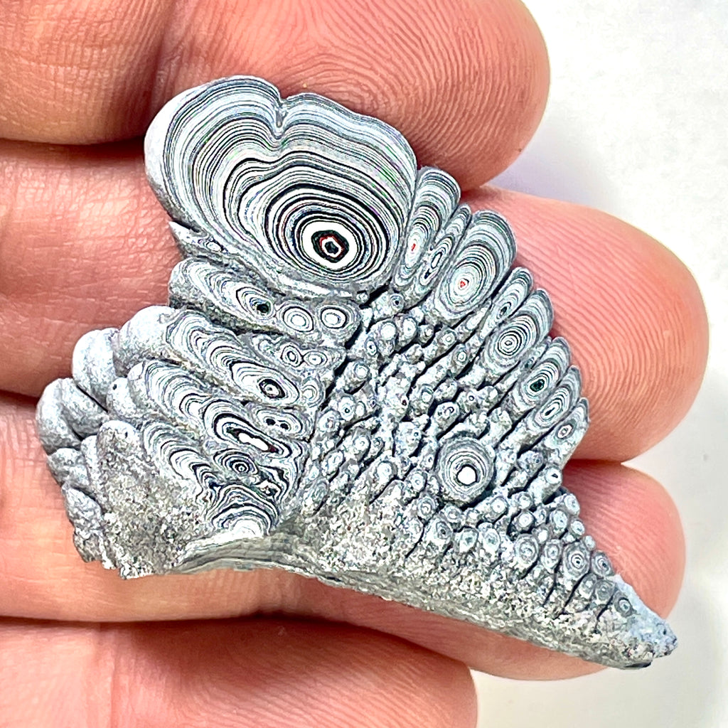 DVH Ford F150 Dragon Scale Fordite Specimen Polished Face KC Assembly (6943)
