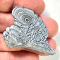 DVH Ford F150 Dragon Scale Fordite Specimen Polished Face KC Assembly (6943)