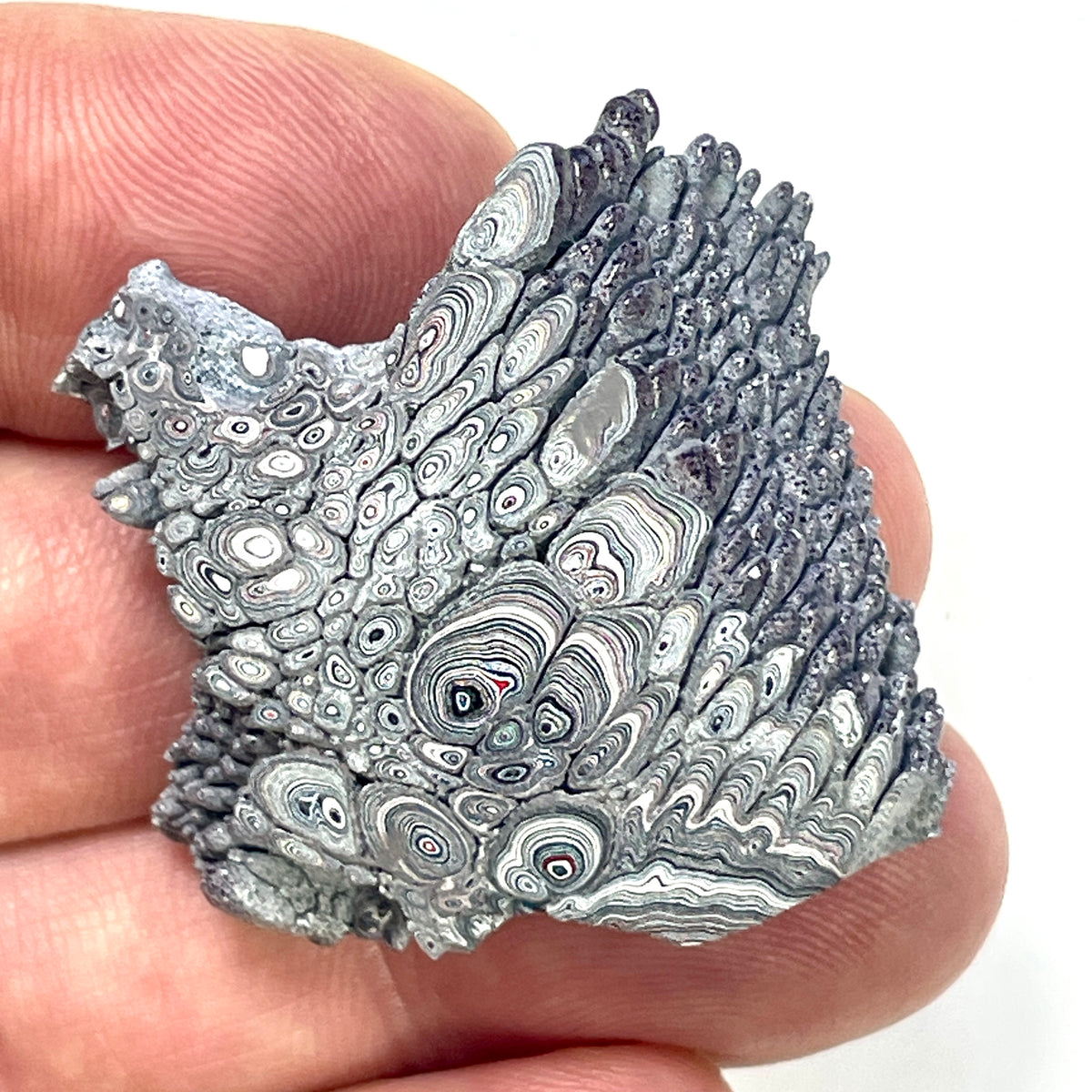 DVH Ford F150 Dragon Scale Fordite Specimen Polished Face KC Assembly (6945)