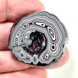 DVH Genuine Michigan Fordite Donut Specimen Polished Face Rough MOPAR (6001)
