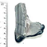 DVH Genuine Michigan Fordite Specimen Polished Face Rough MOPAR (6047)