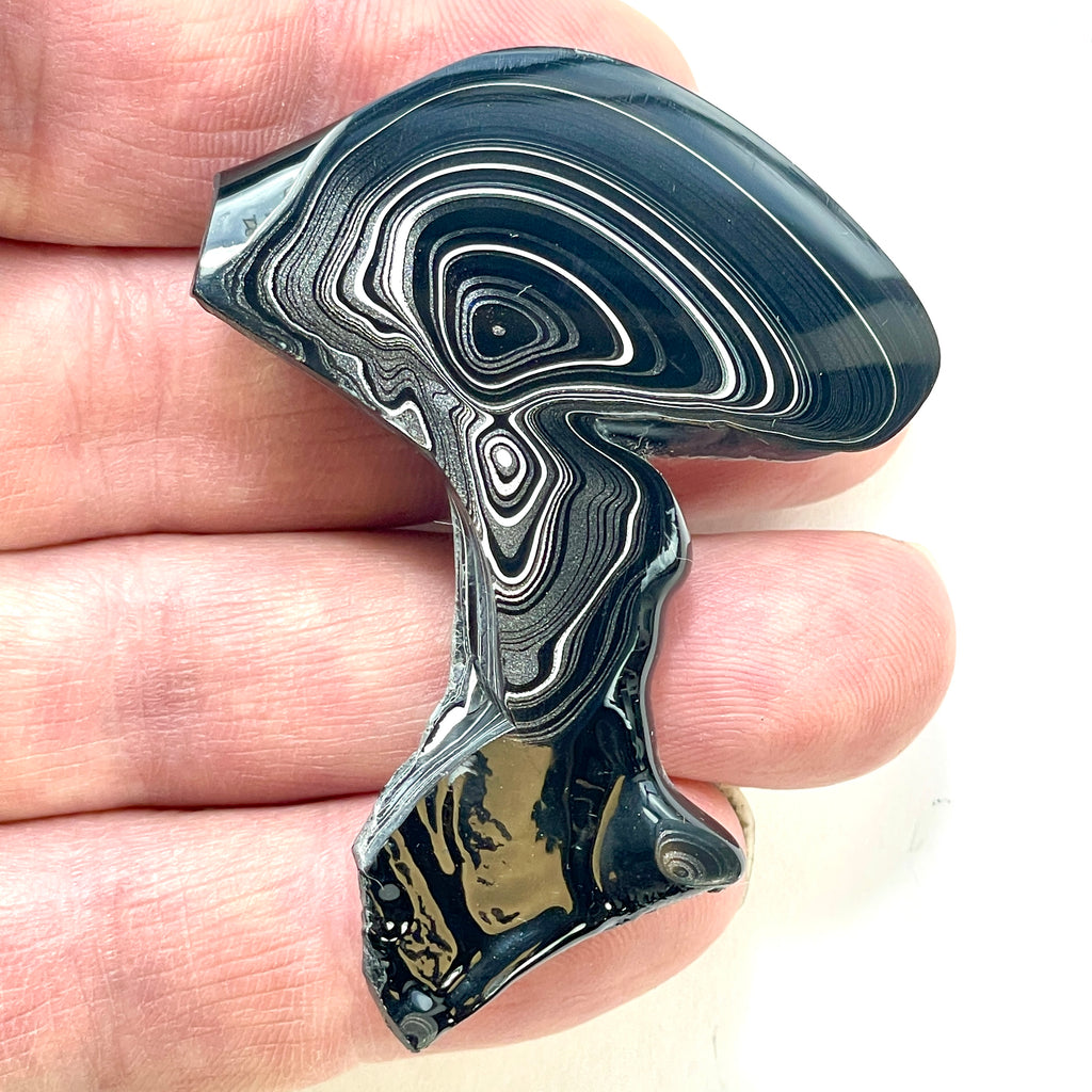 DVH Rare Black Onyx Michigan Fordite Crown of Silver Sheen Polished Specimen Rough (6231)