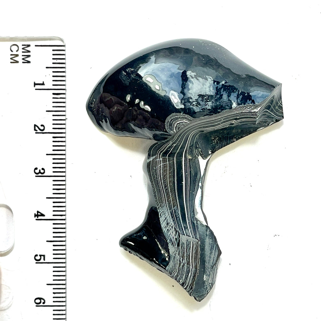 DVH Rare Black Onyx Michigan Fordite Crown of Silver Sheen Polished Specimen Rough (6231) - DVHdesigns