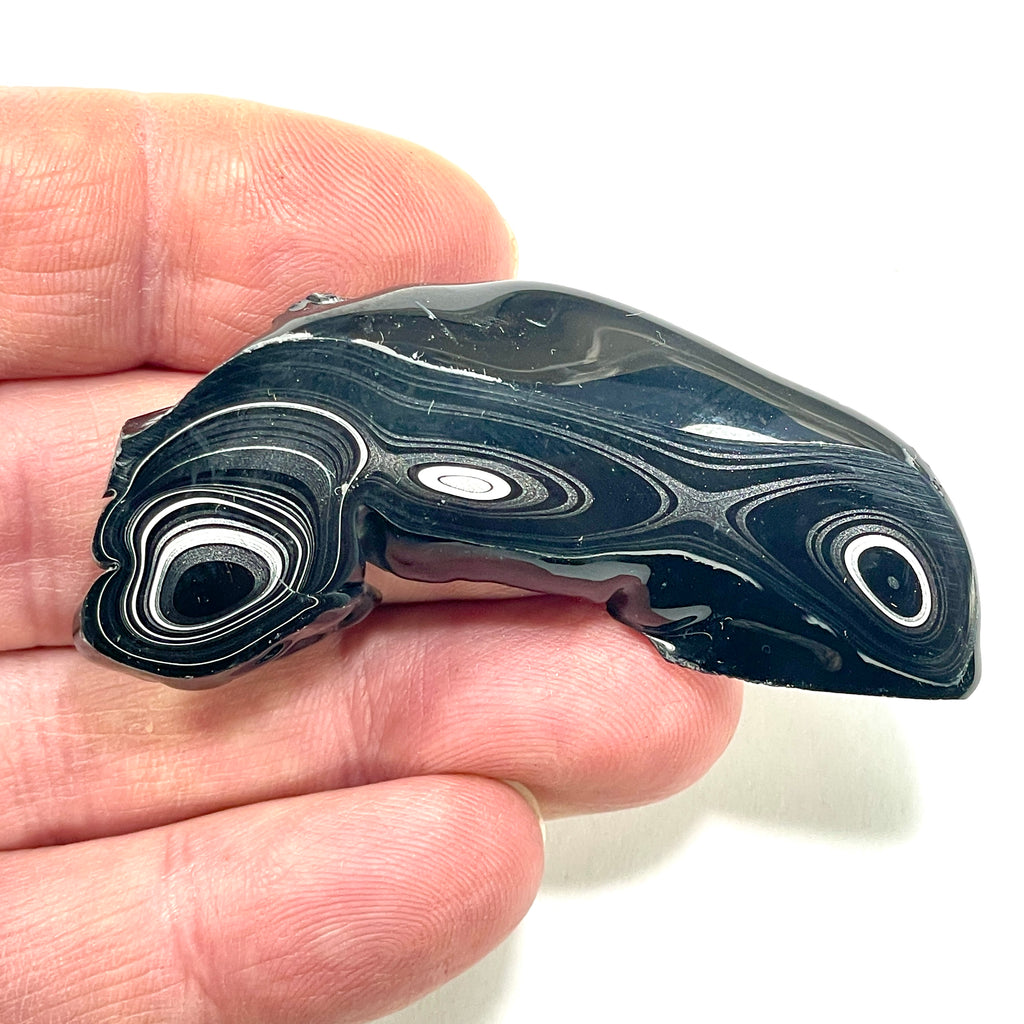 DVH Black Fordite Crown of Silver Sheen Polished Specimen Rough (6276) - DVHdesigns