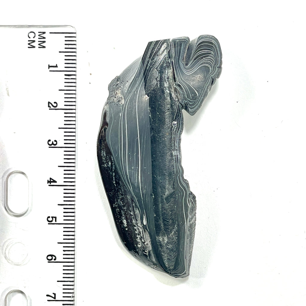 DVH Black Fordite Crown of Silver Sheen Polished Specimen Rough (6276) - DVHdesigns