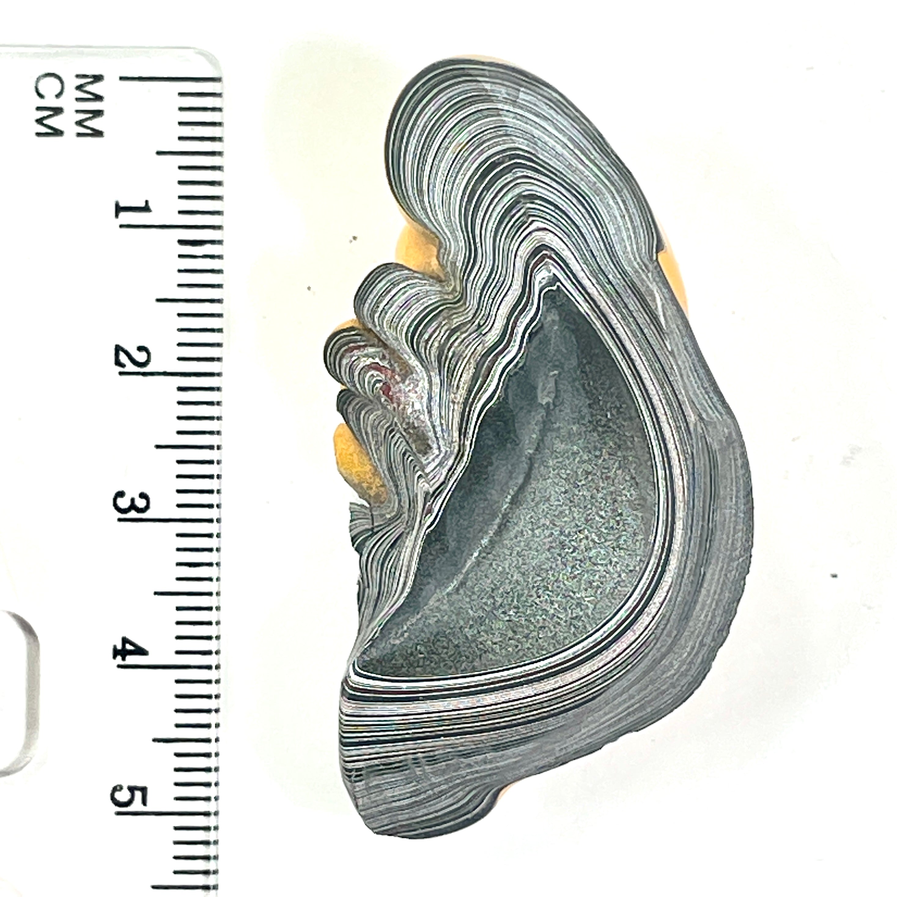 DVH Orange Fury Ford Mustang Fordite Specimen Polished Face Michigan (6645)