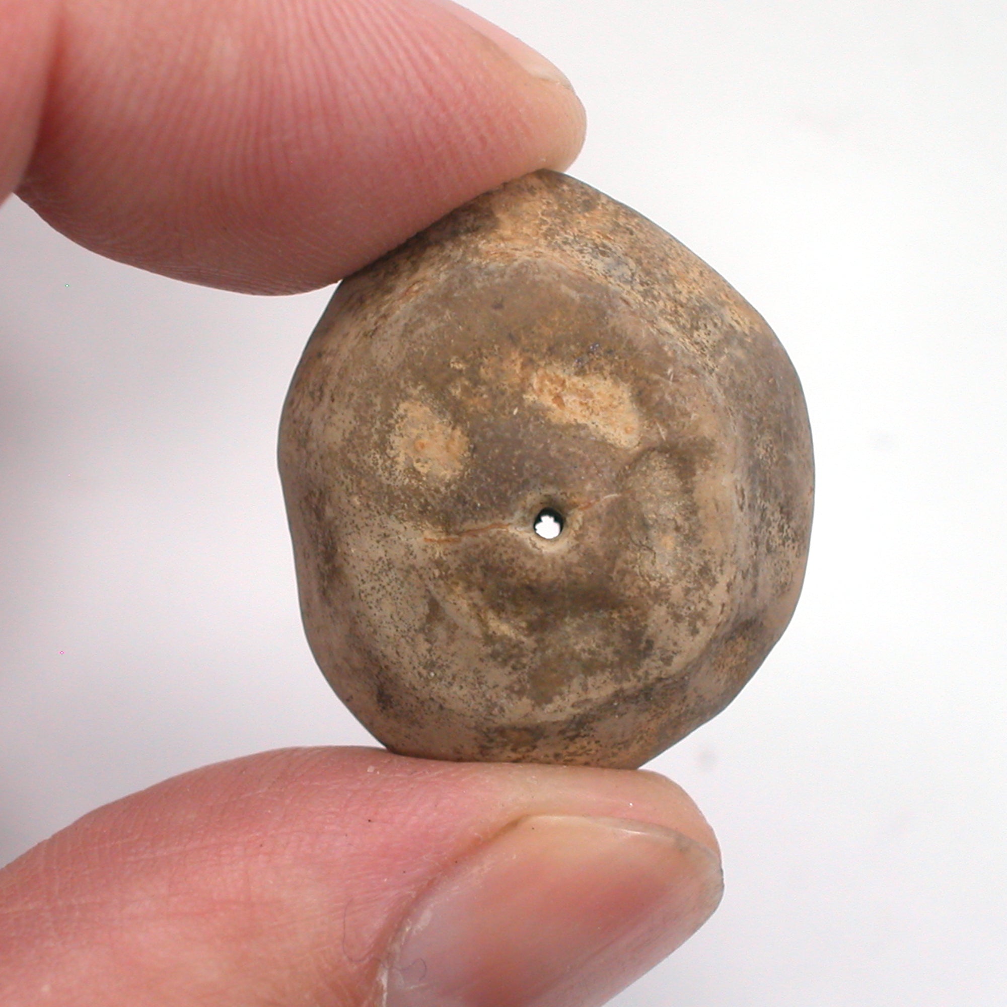 DVH Fairy Hag Stone Concretion Fossil Grass Hole Quebec 32x29x18 (5353) - DVHdesigns
