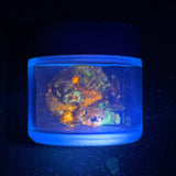 1oz Fluorescent Sphalerite Chips Shaker, Horn Silver Mine, Utah, Triboluminescent!  Phosphorescent!