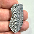 DVH Ford F150 Dragon Scale Fordite Specimen Polished Face KC Assembly (6810)