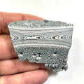 DVH Ford F150 Dragon Scale Fordite Specimen Polished Face KC Assembly (6819)