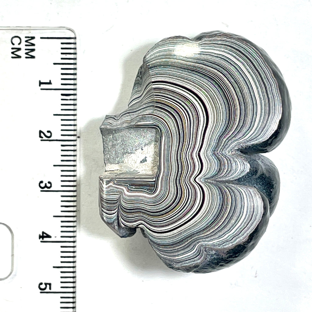DVH Ford F150 Fordite Specimen Polished Face KC Assembly (6821)