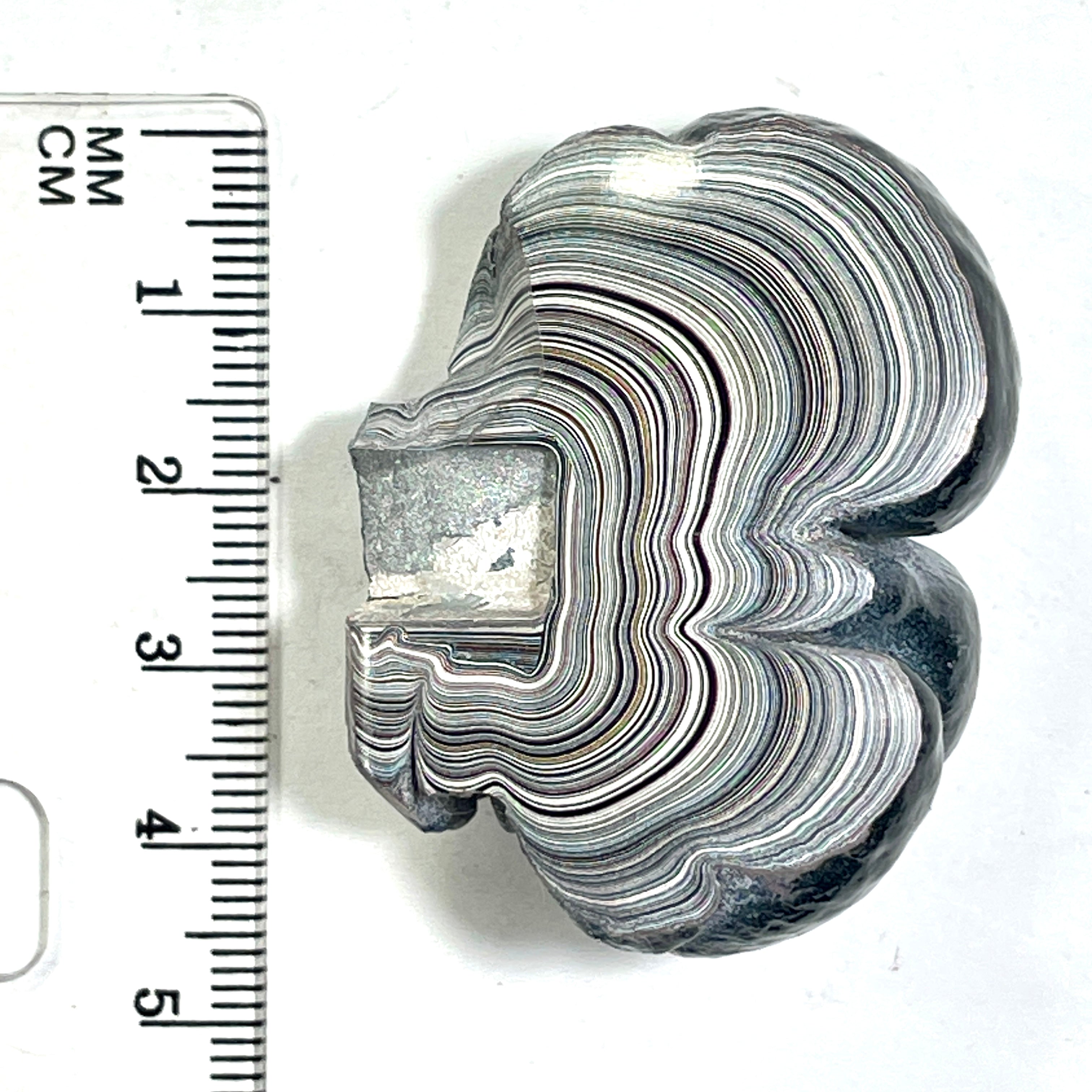 DVH Ford F150 Fordite Specimen Polished Face KC Assembly (6821)