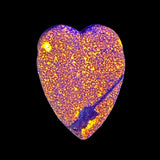 DVH Yooperlite Healed Broken Heart Bead Fluorescent Sodalite Michigan 45x34x12mm (6279)