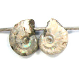 DVH Fossil Iridescent Ammonite Matched Pair Focal Beads 26x20x7 (2825)